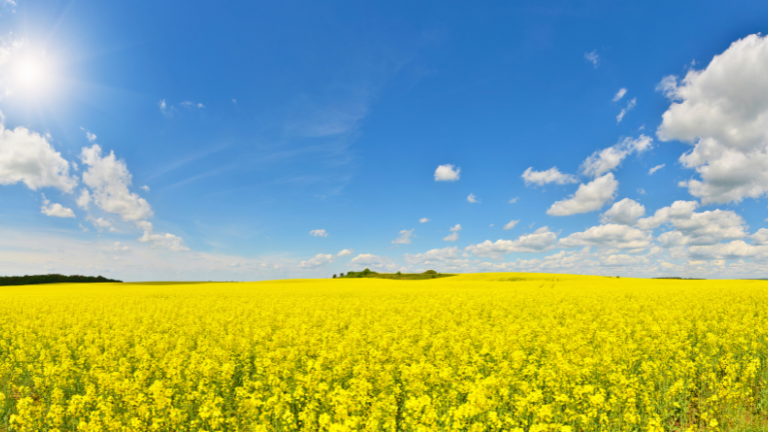 The Euphoria Guided Meditation. A field of yellow flowers with blue sky and a few white clouds.