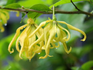Exploring the Sensual World of Essential Oils can include trying Ylang Ylang - the yellow ylang ylang flower here in its natural habitat.